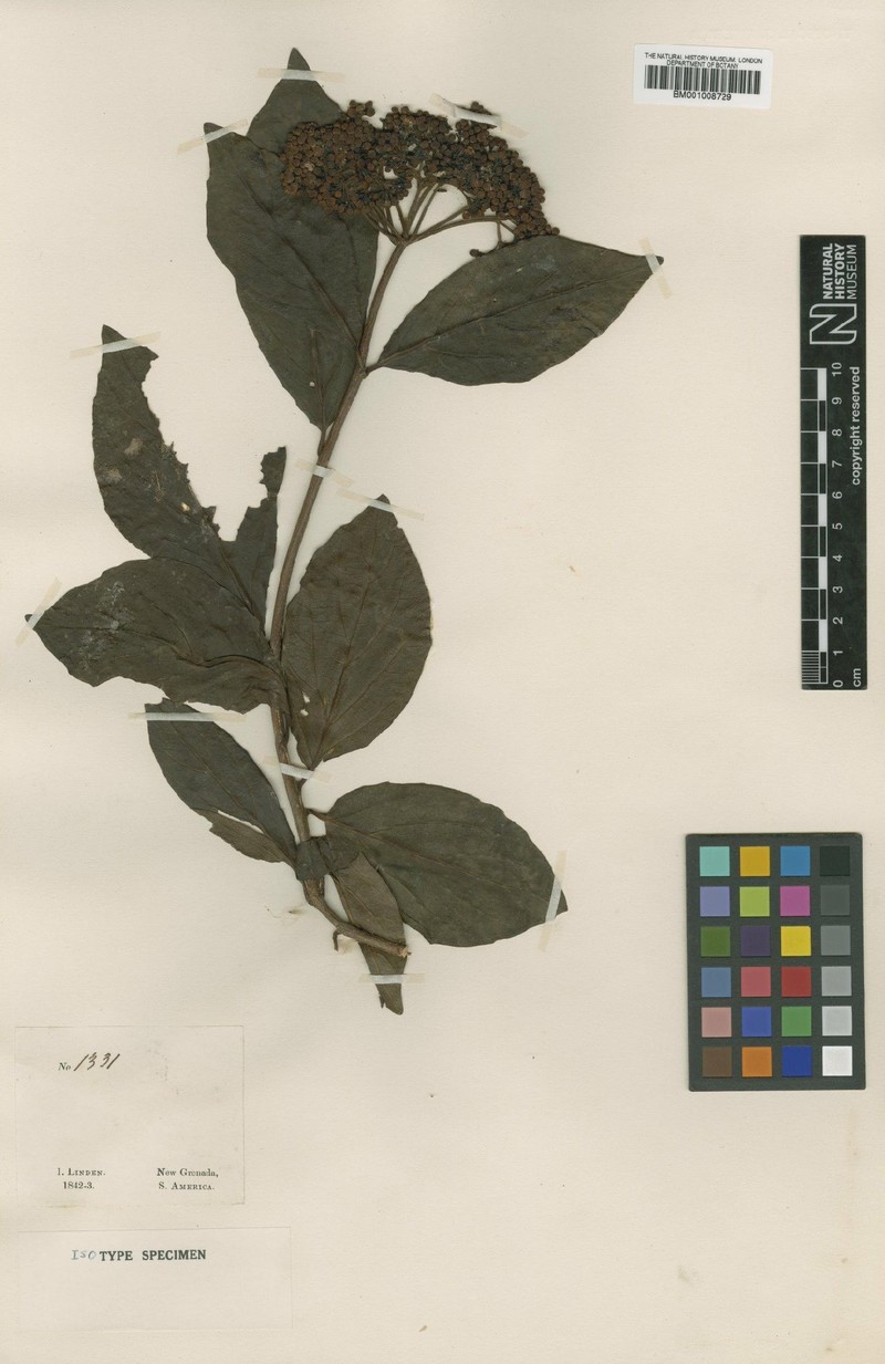 Viburnum triphyllum f. macrophyllum
