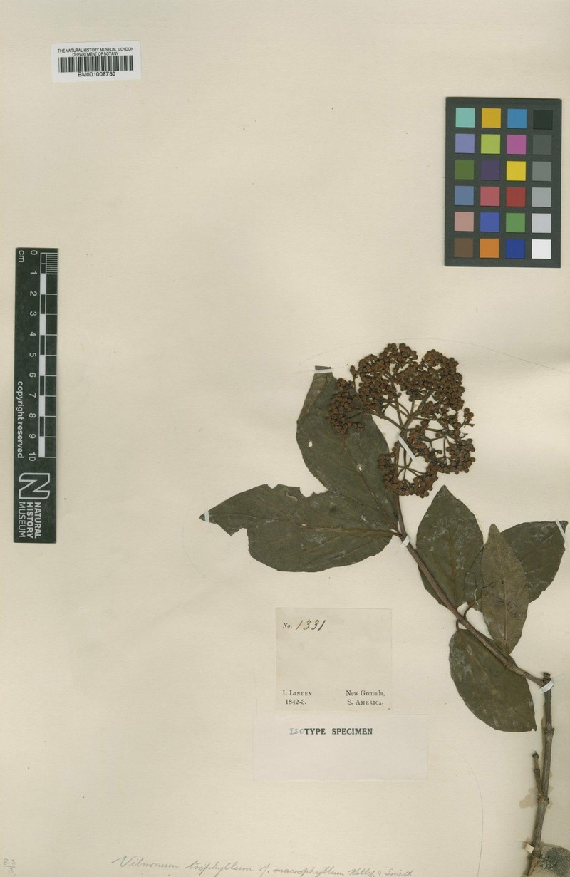 Viburnum triphyllum f. macrophyllum photo 2