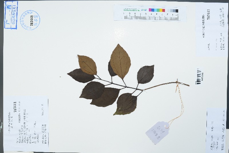 Viburnum triplinerve