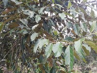 Viburnum undulatum
