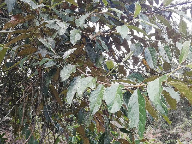 Viburnum undulatum