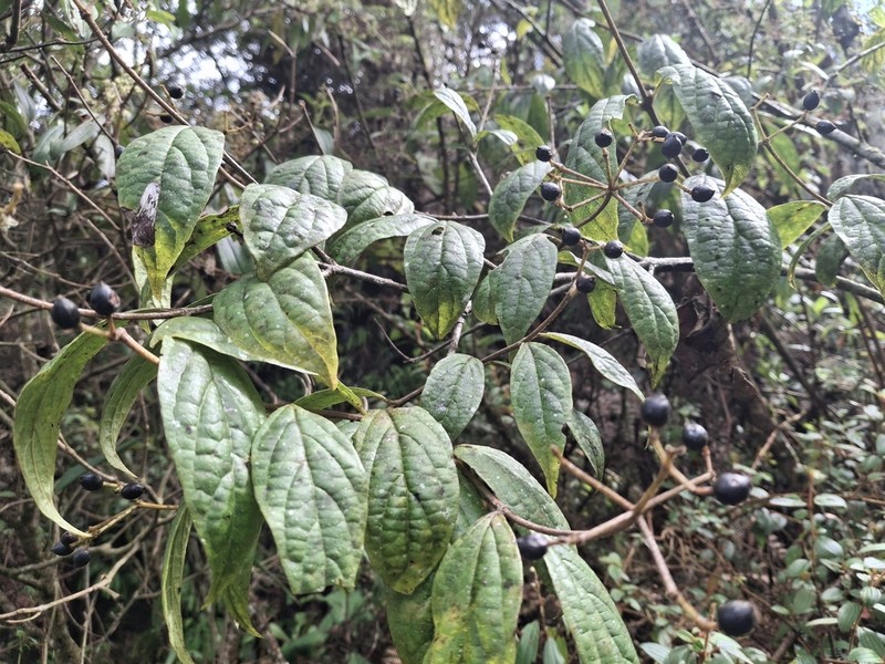 Viburnum undulatum photo 2