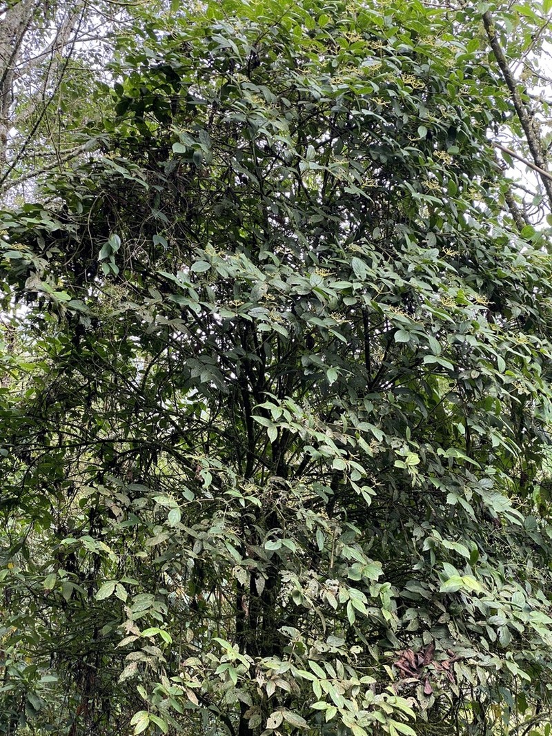 Viburnum undulatum photo 3