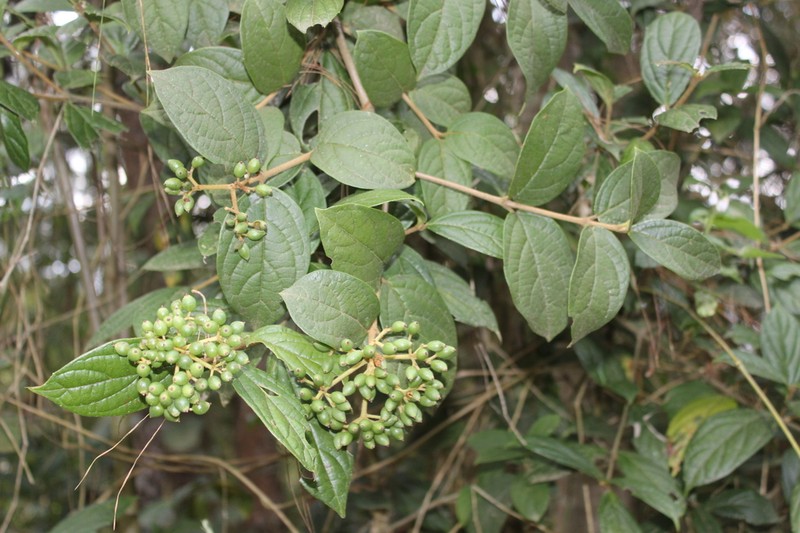 Viburnum undulatum photo 4