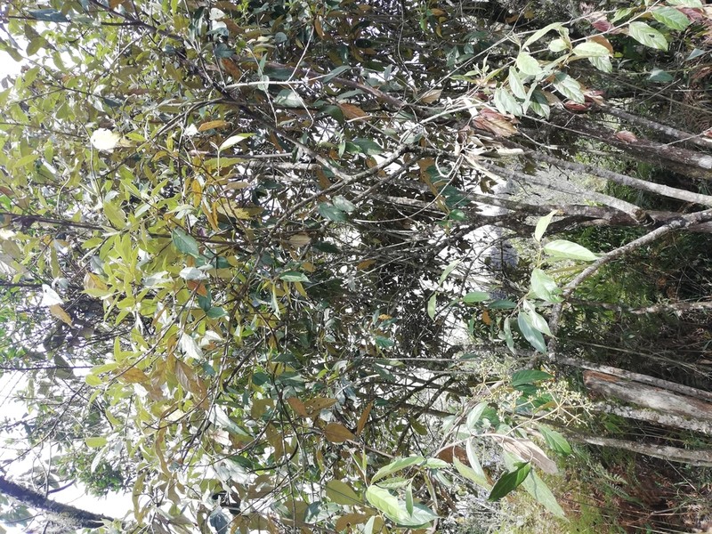 Viburnum undulatum photo 5