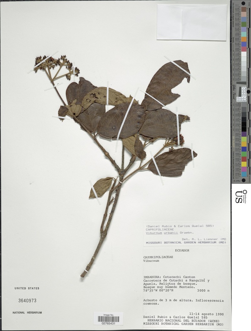 Viburnum urbani