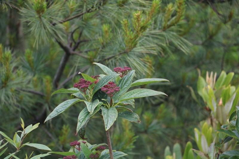 Viburnum urceolatum