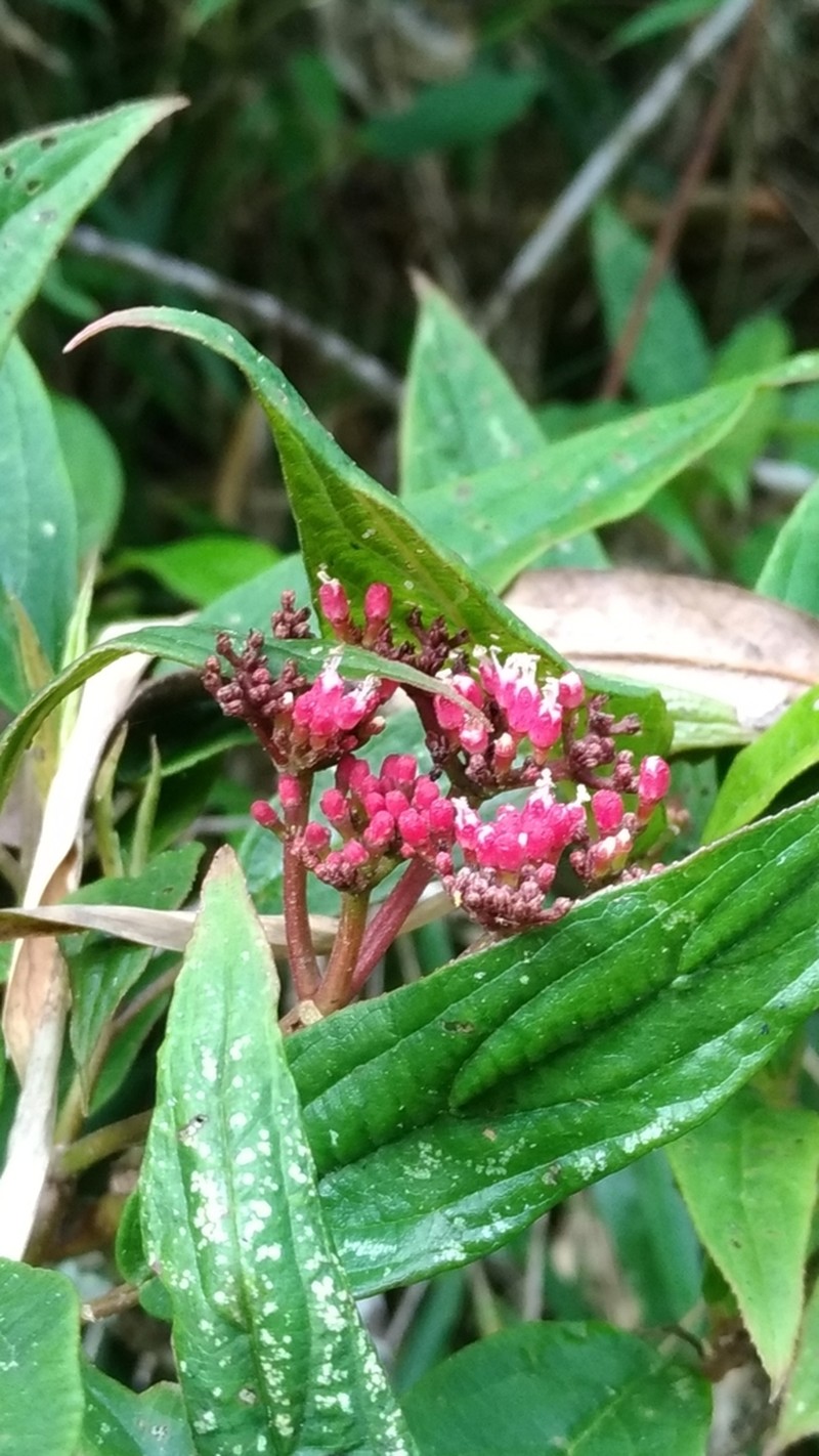 Viburnum urceolatum photo 2