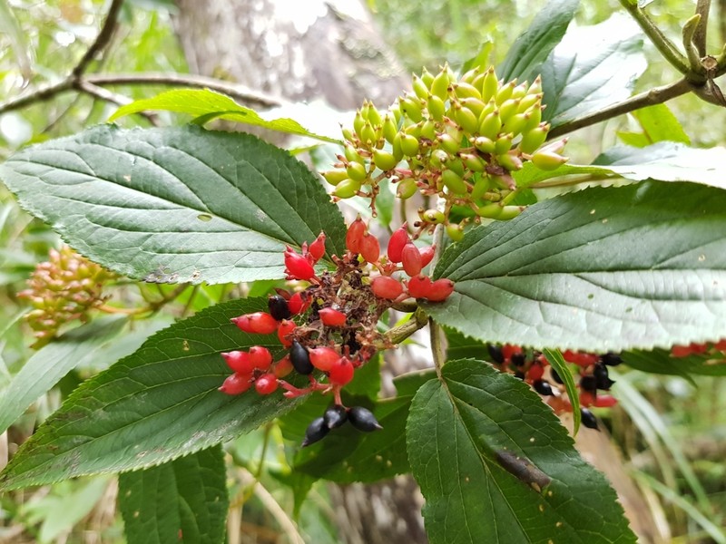 Viburnum urceolatum photo 3