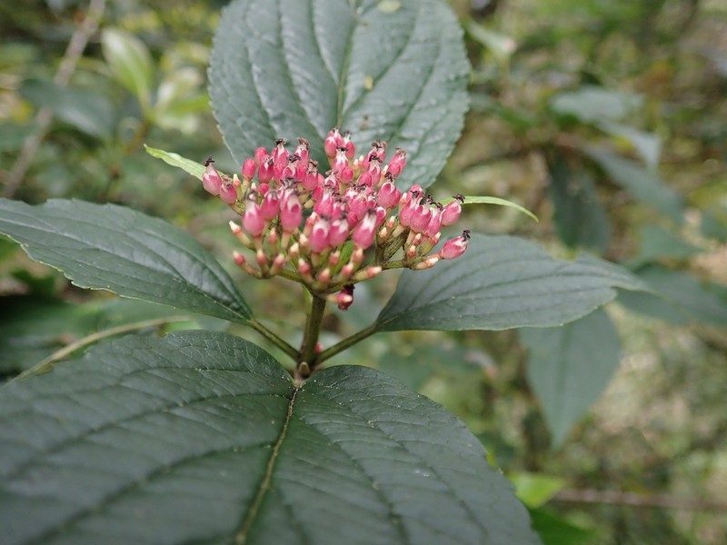 Viburnum urceolatum photo 4