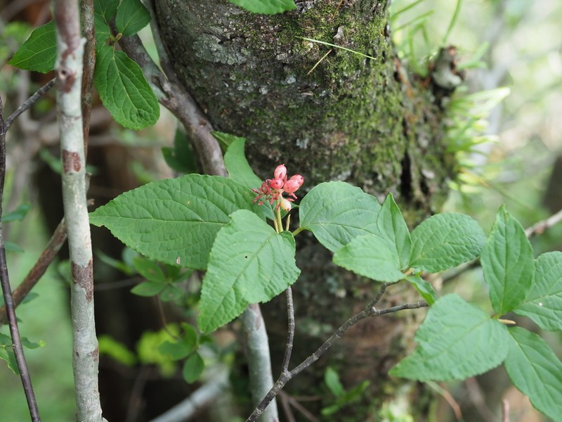 Viburnum urceolatum photo 5