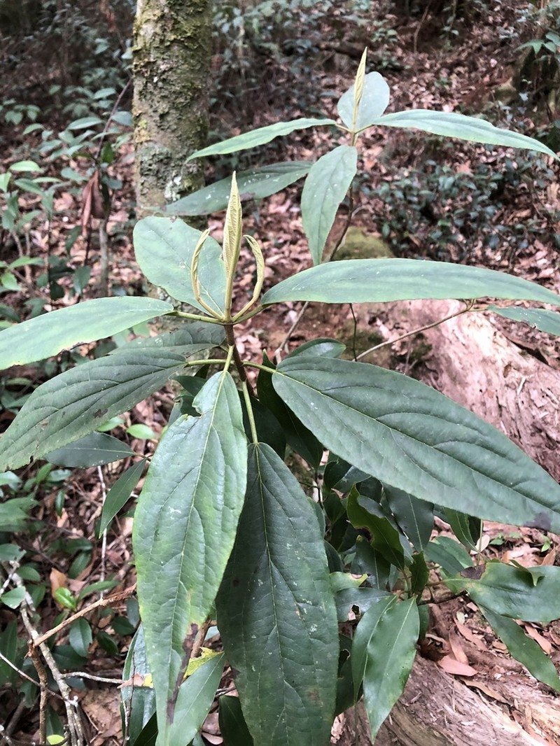 Viburnum urceolatum photo 6