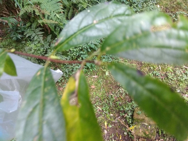 Viburnum urceolatum photo 7