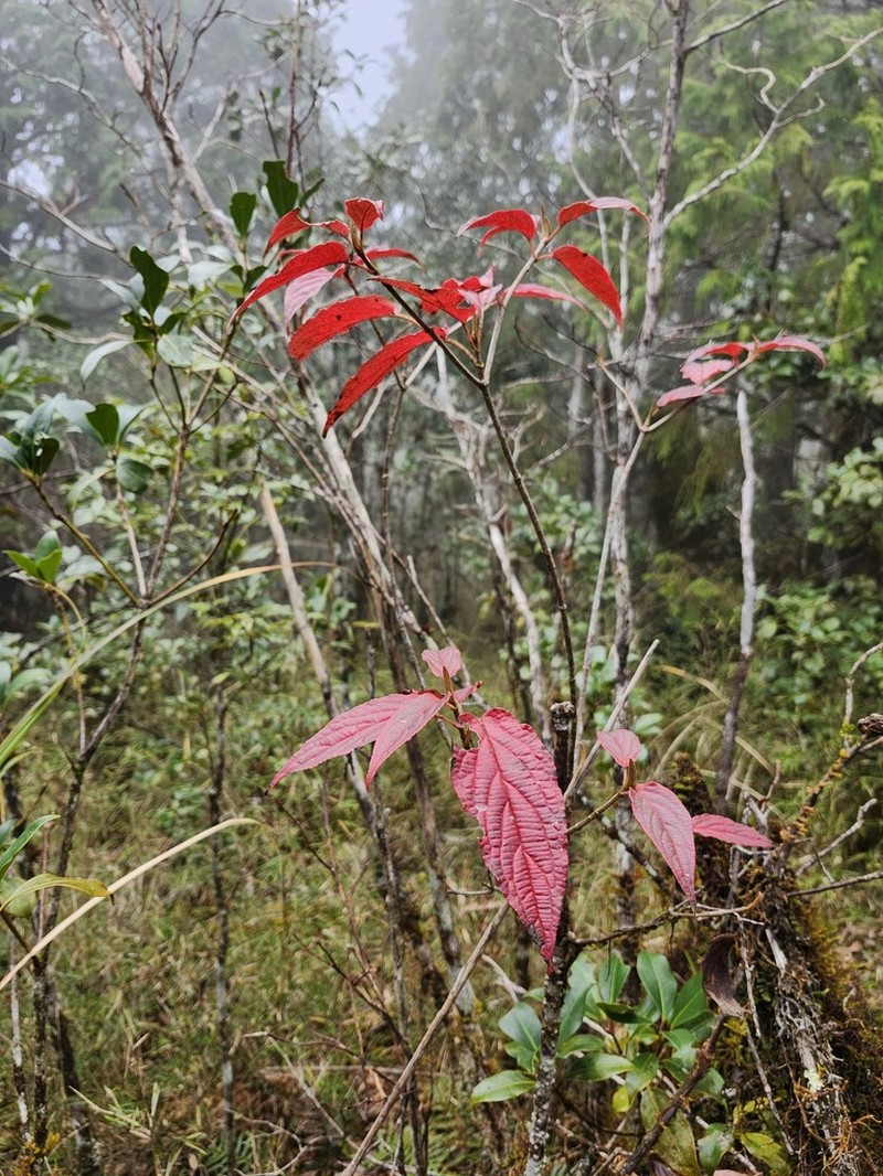 Viburnum urceolatum photo 8