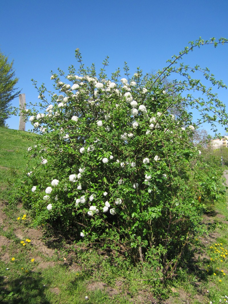 Viburnum utile