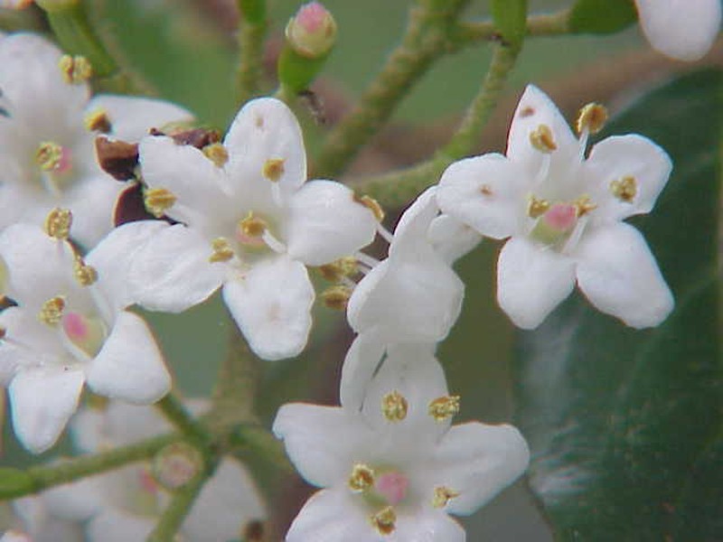 Viburnum utile photo 2
