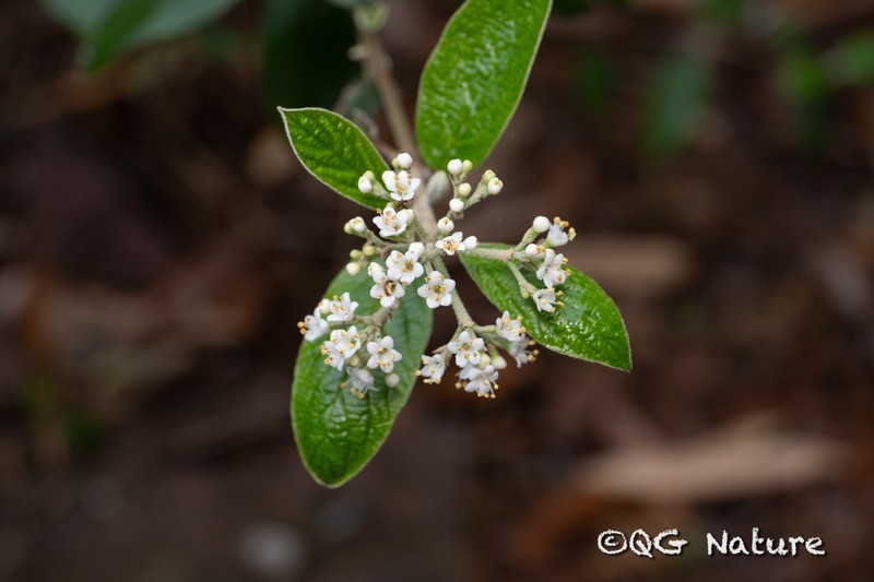 Viburnum utile photo 3
