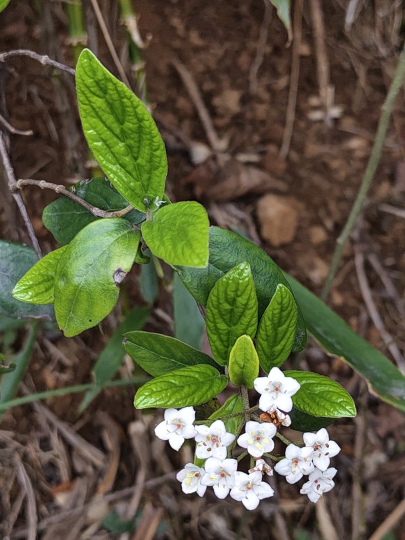 Viburnum utile photo 4