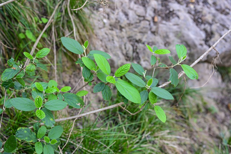 Viburnum utile photo 5