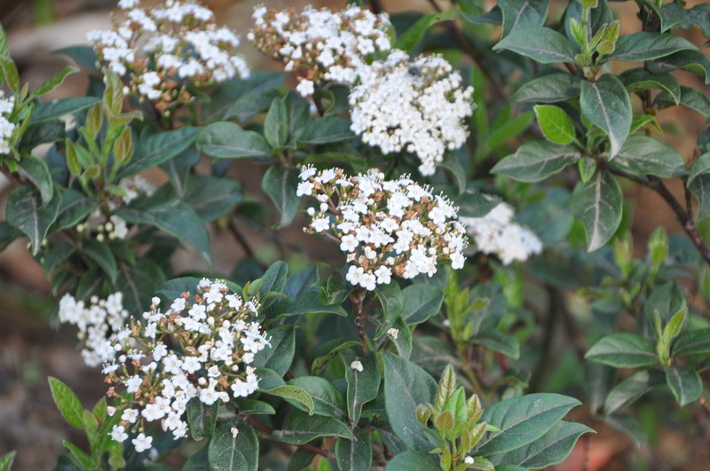 Viburnum utile photo 6