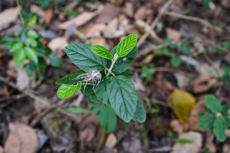 Viburnum utile photo 7