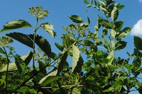 Viburnum venosum