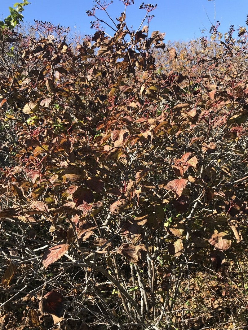 Viburnum venosum photo 2