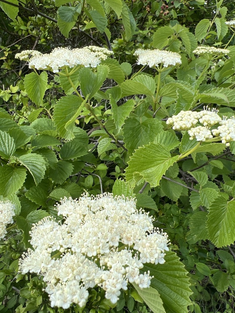 Viburnum venosum photo 3