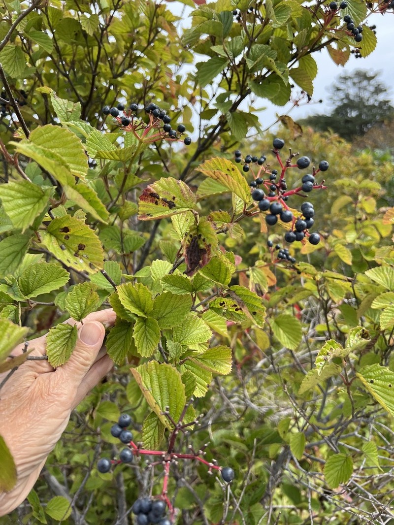 Viburnum venosum photo 4