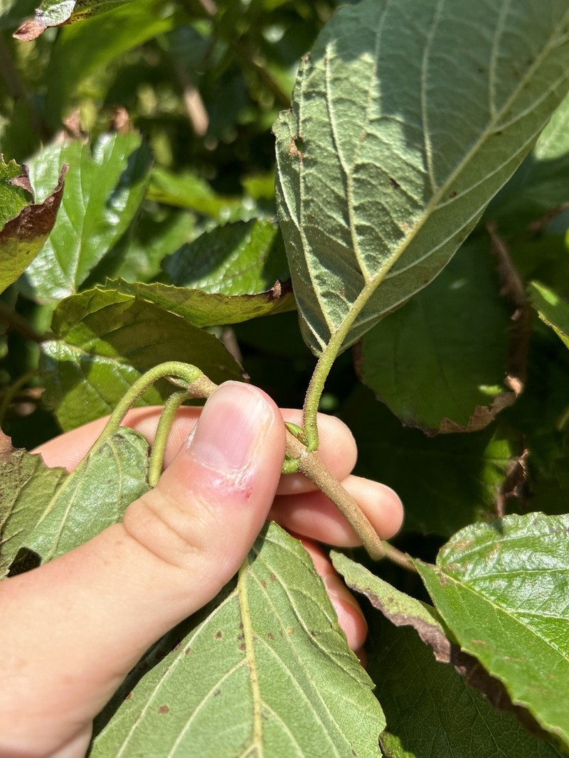Viburnum venosum photo 5