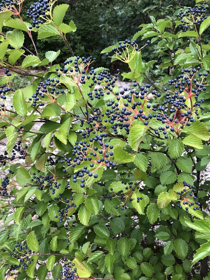 Viburnum venosum photo 6