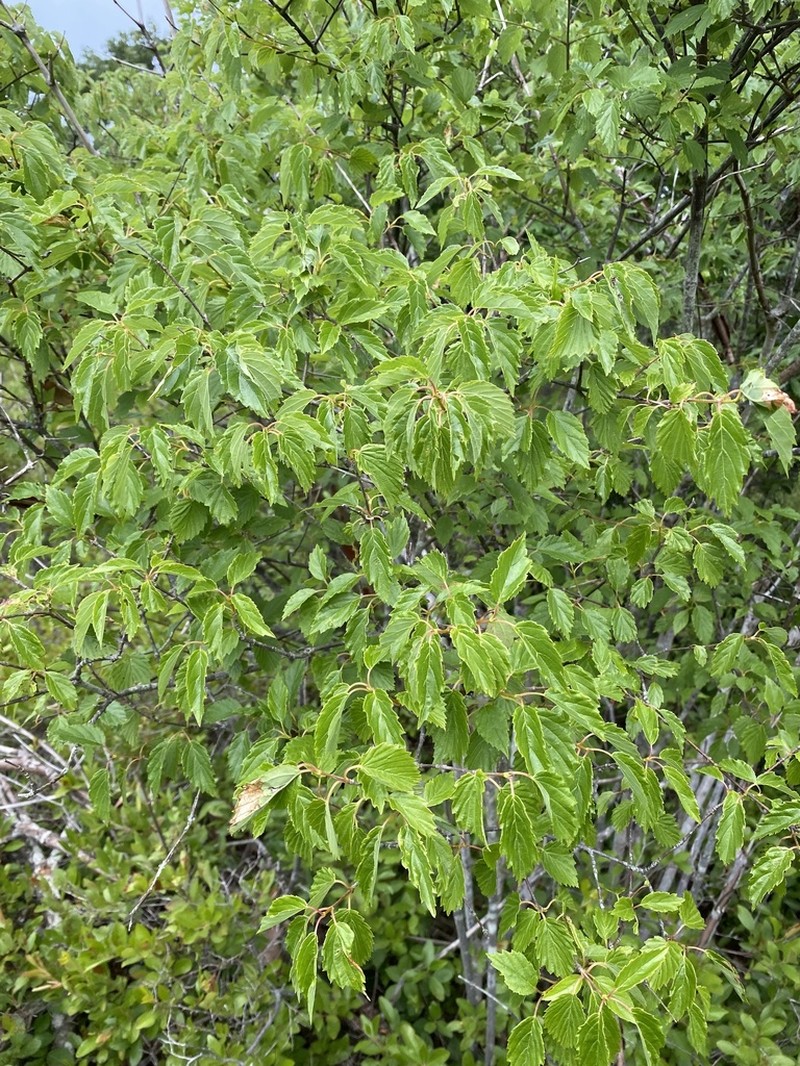 Viburnum venosum photo 7