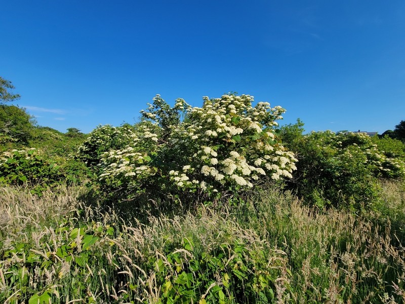 Viburnum venosum photo 8