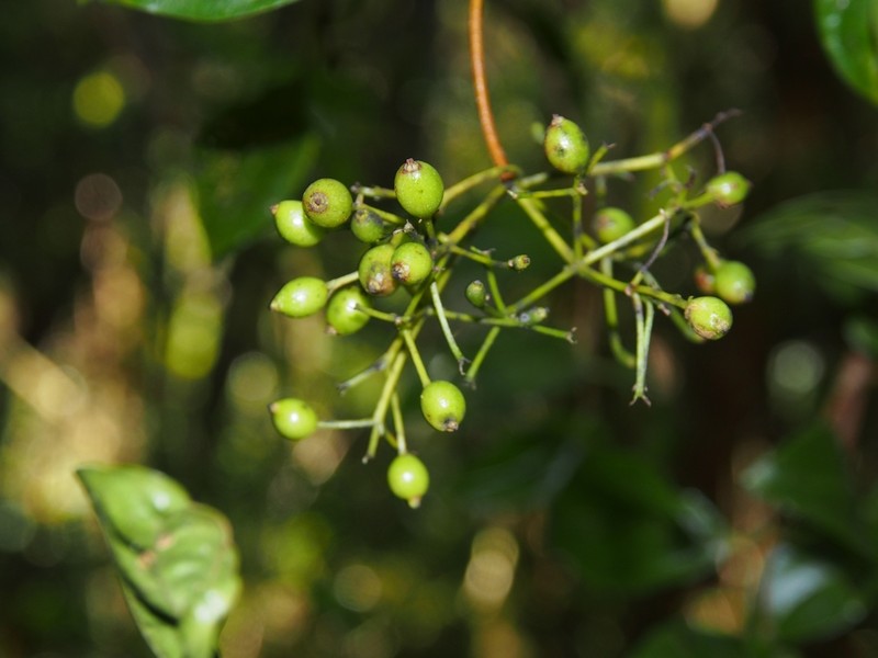Viburnum venustum photo 2