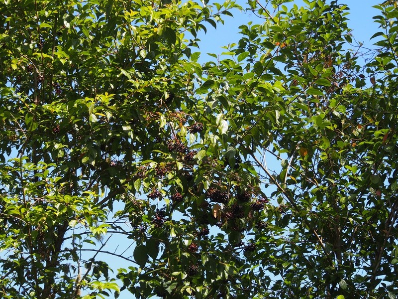 Viburnum venustum photo 3