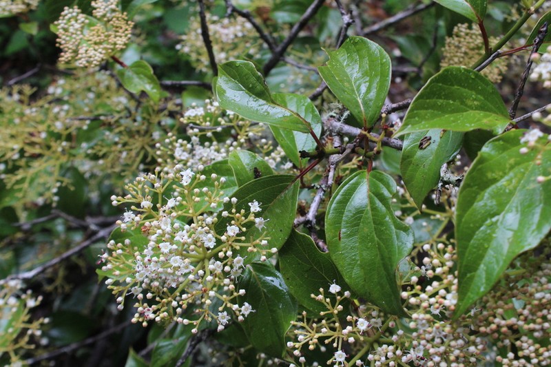 Viburnum venustum photo 4