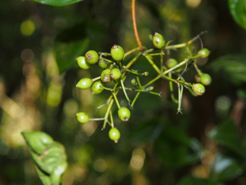 Viburnum venustum photo 6
