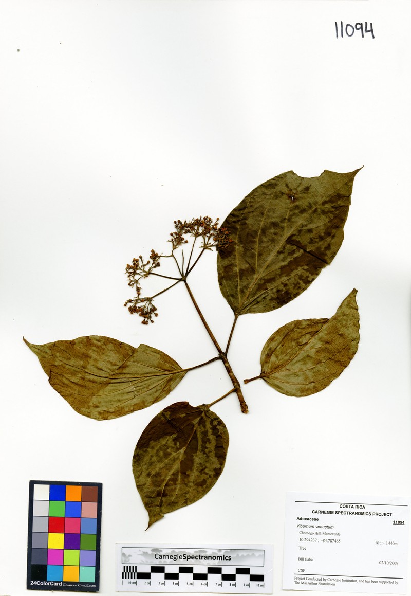 Viburnum venustum photo 7
