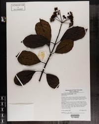Viburnum vernicosum