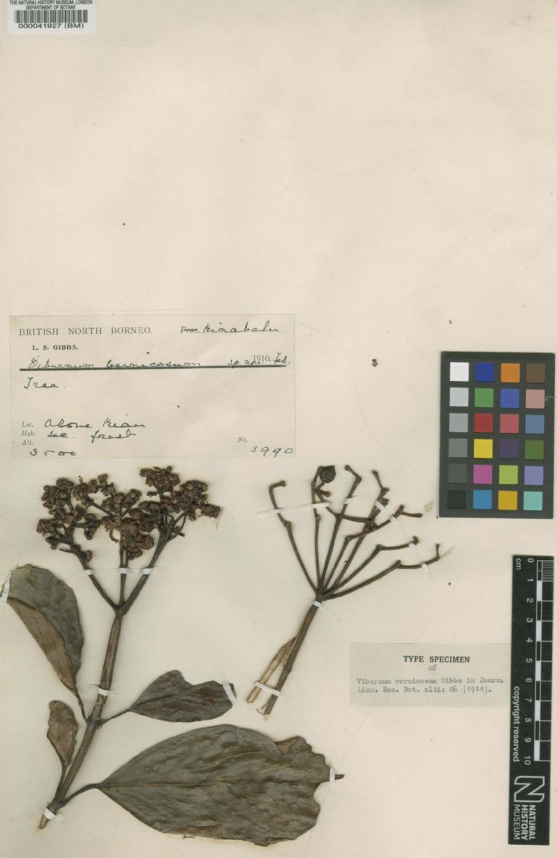Viburnum vernicosum photo 4