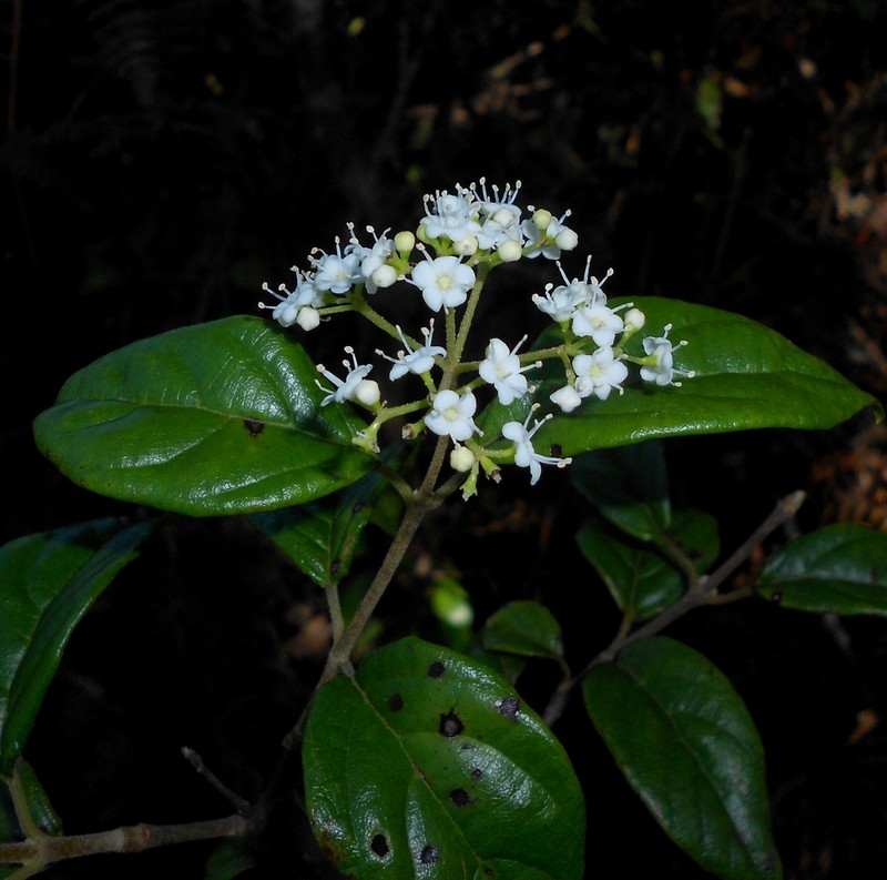 Viburnum villosum