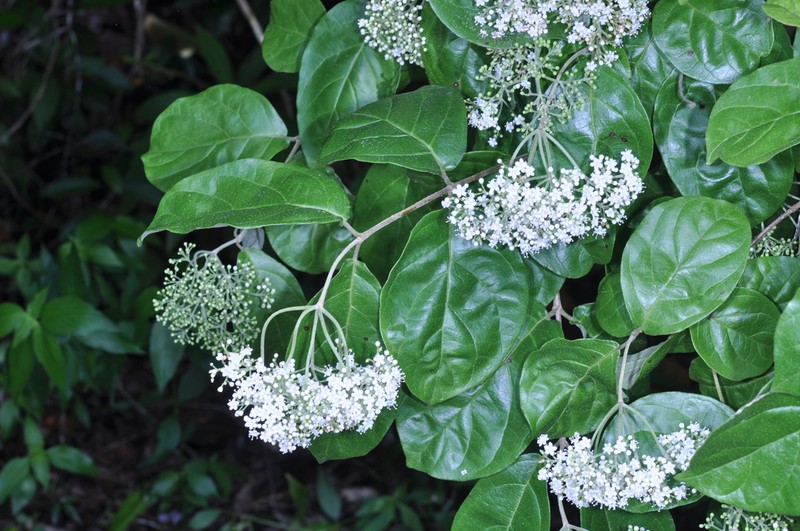 Viburnum villosum photo 2