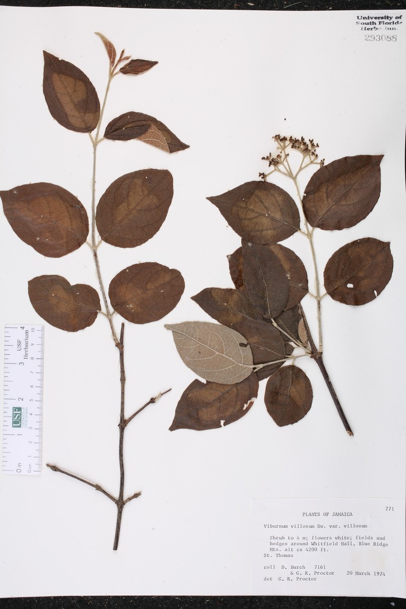 Viburnum villosum photo 4