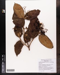 Viburnum weberbaueri