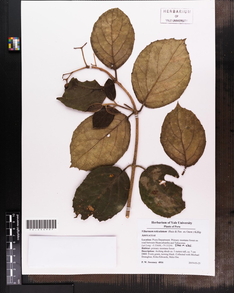 Viburnum weberbaueri photo 2