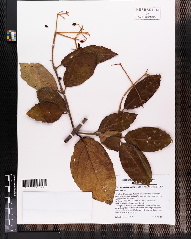Viburnum weberbaueri photo 3