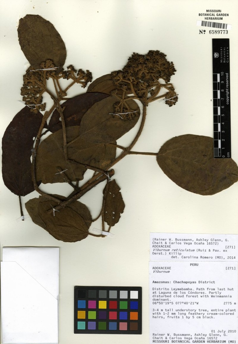 Viburnum weberbaueri photo 4