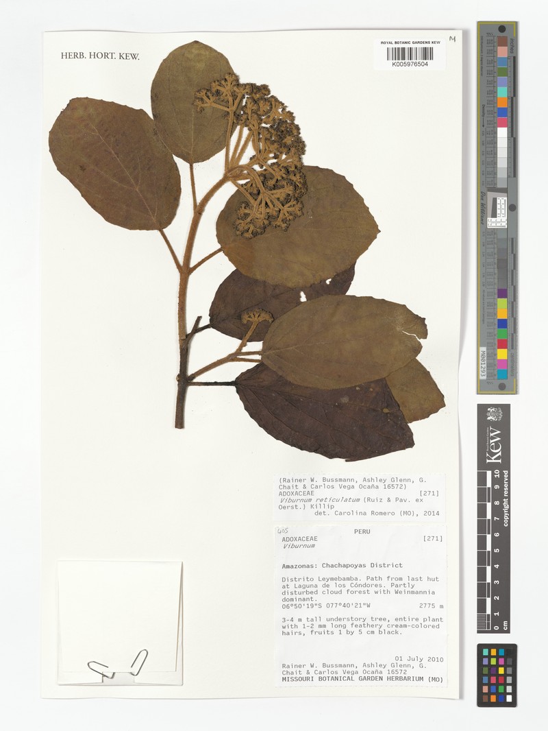 Viburnum weberbaueri photo 5