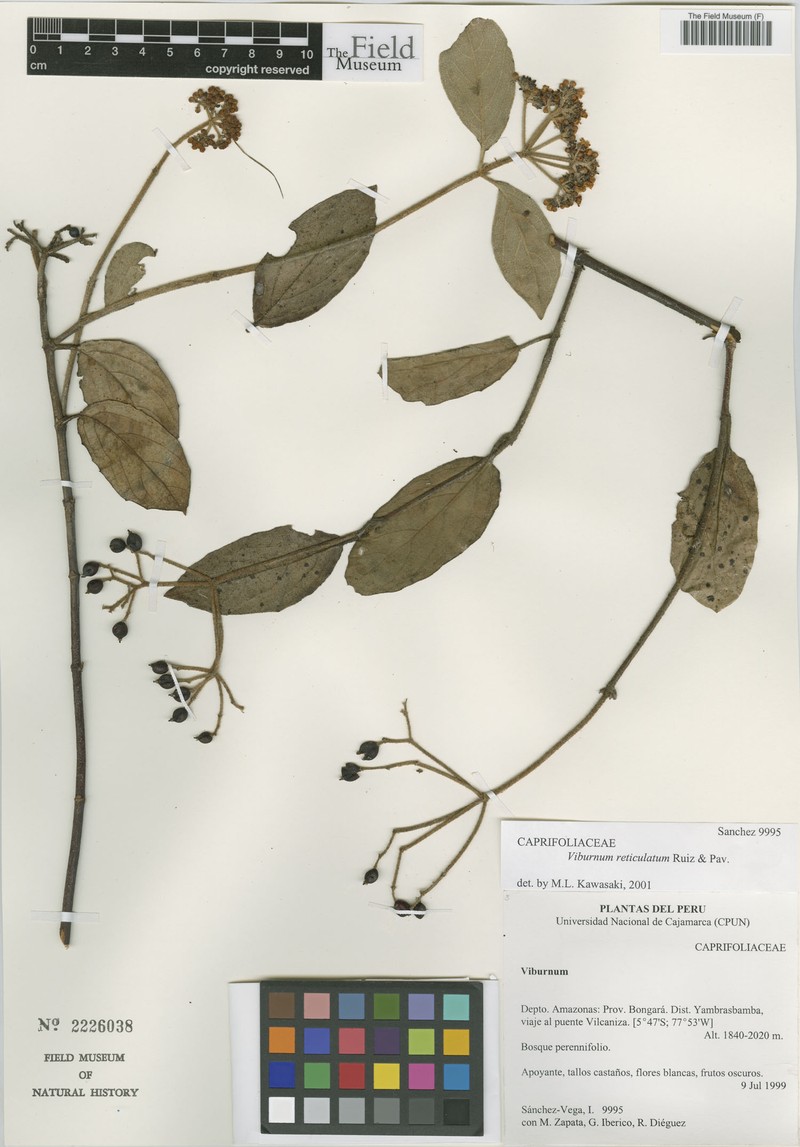 Viburnum weberbaueri photo 7