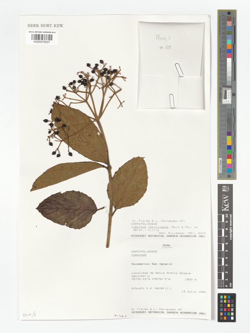Viburnum weberbaueri photo 8